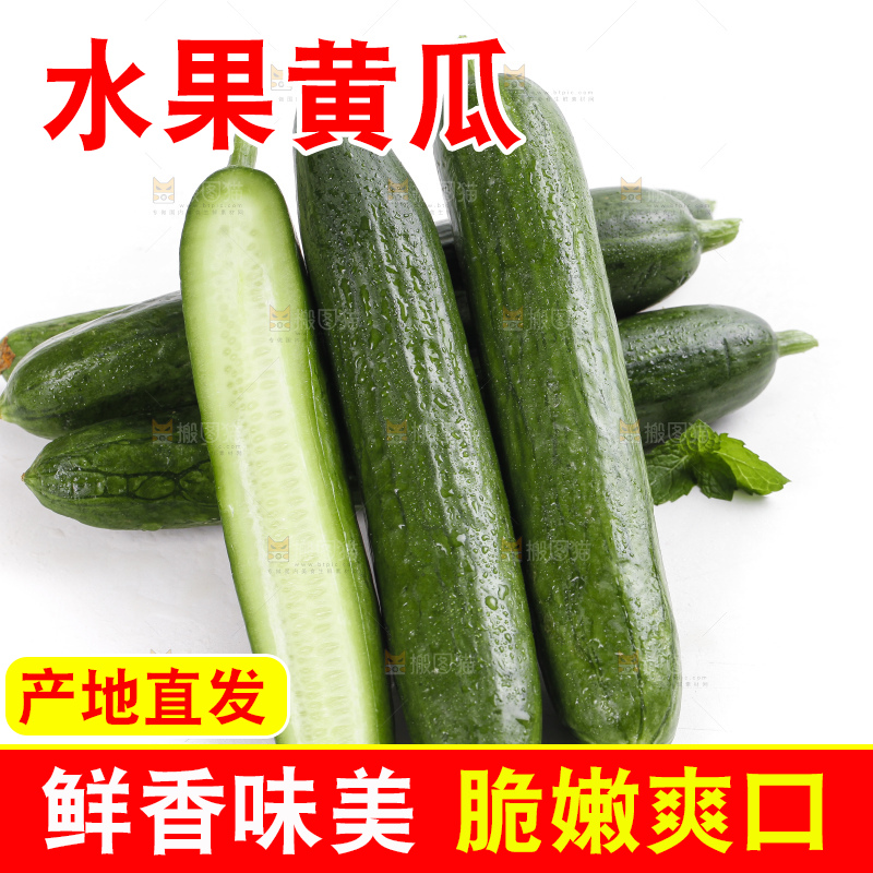 白底上的山东水果黄瓜