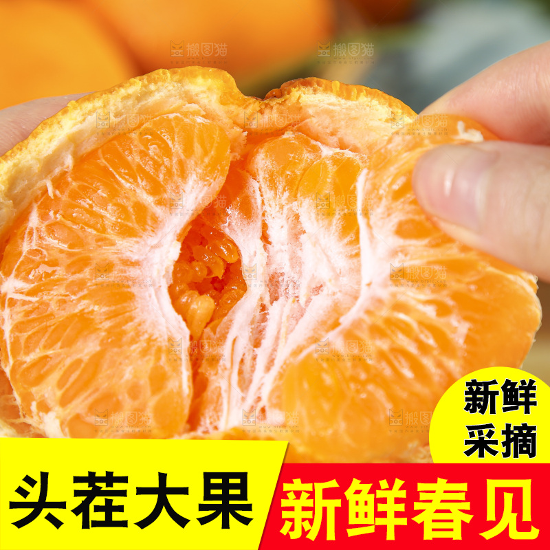 手里拿着四川耙耙柑