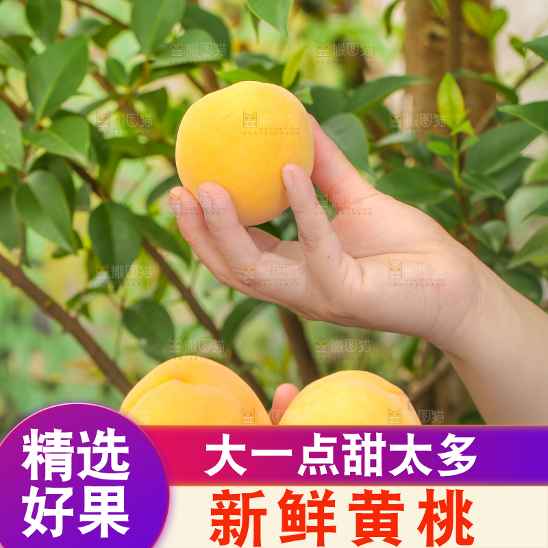 手里拿着黄肉水蜜桃