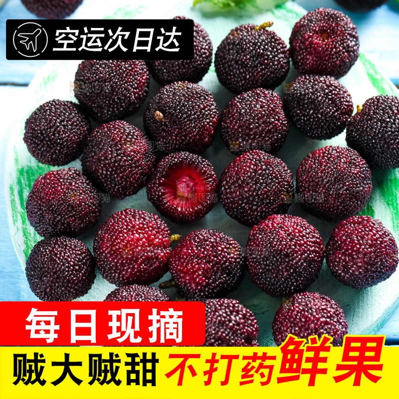 浅底上摆放着高山大杨梅