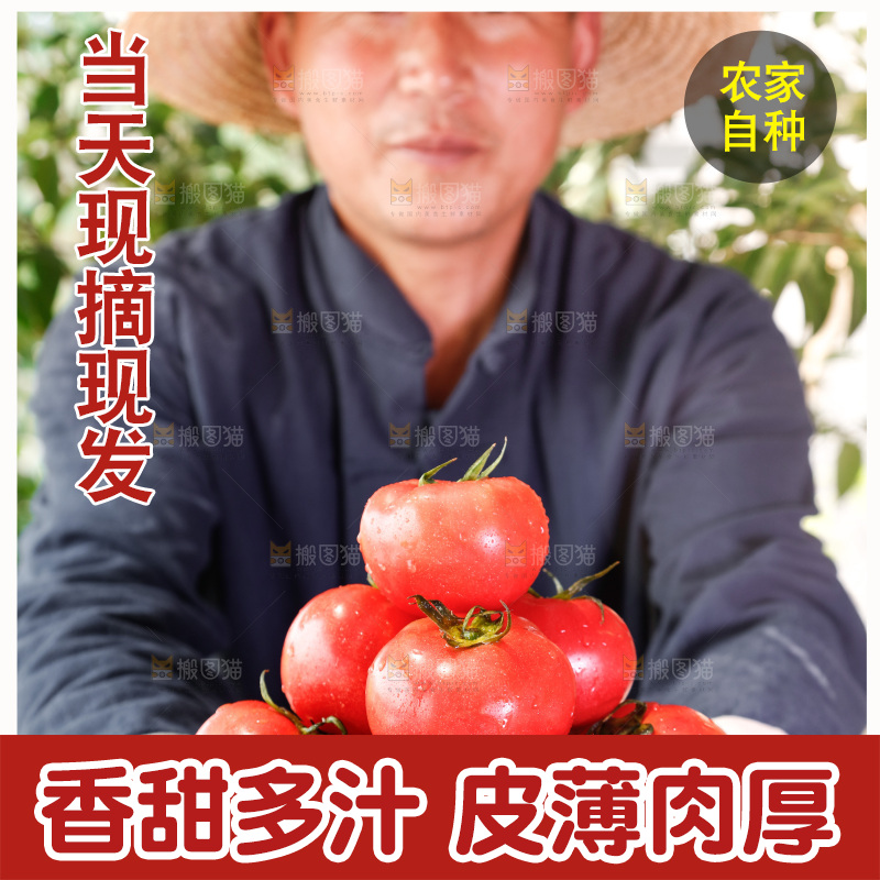 农民手里端着一篮子番茄