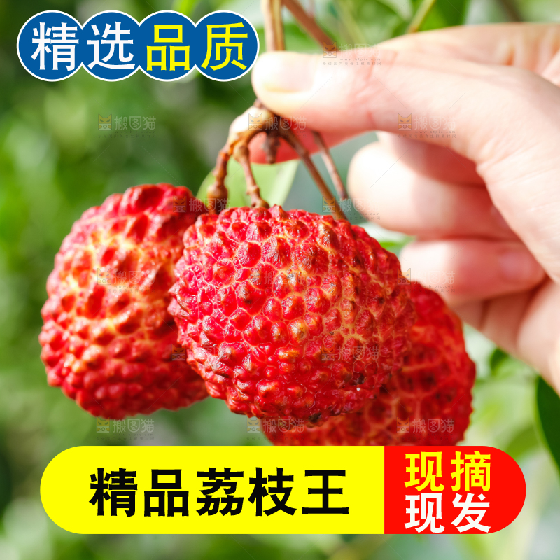 手拿着荔枝王