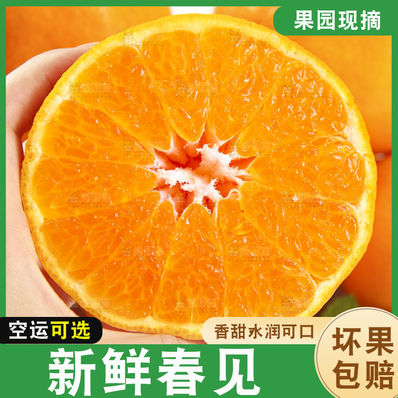 白底上放着一堆春见耙耙柑