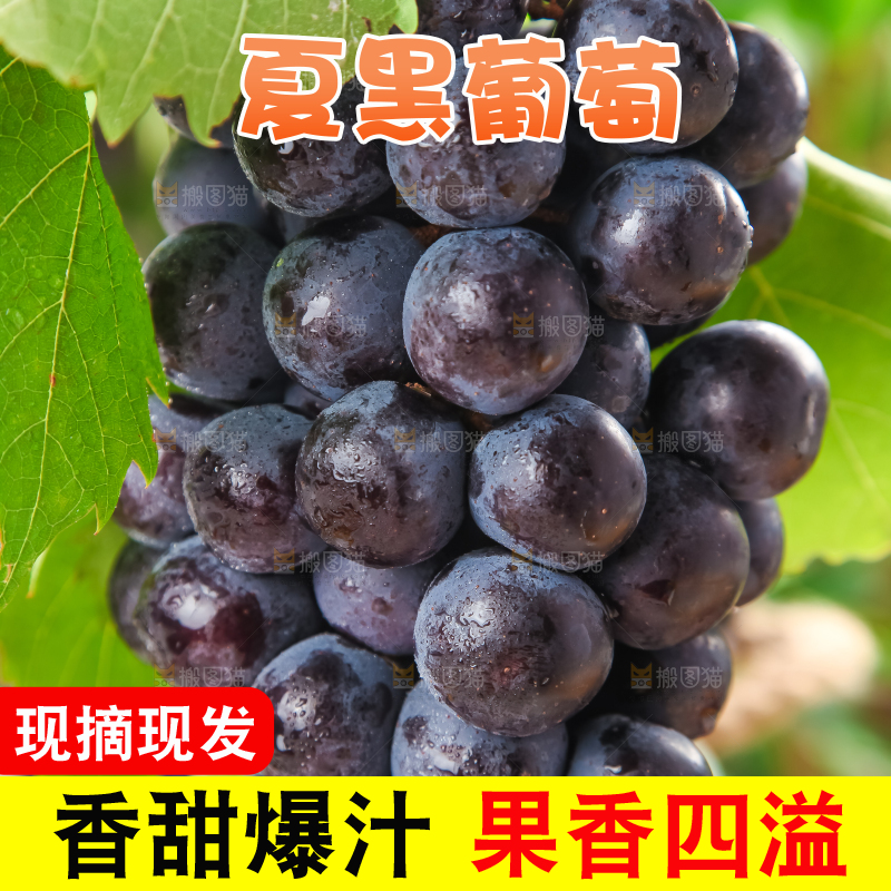 黄底上放着黑加仑葡萄