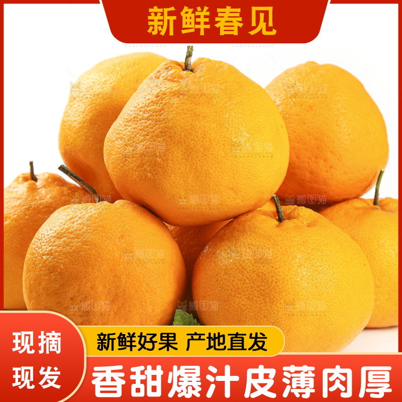 白底上放着一堆春见耙耙柑