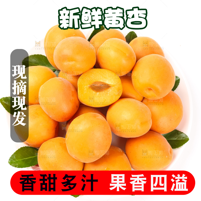 白底上摆放着金太阳杏