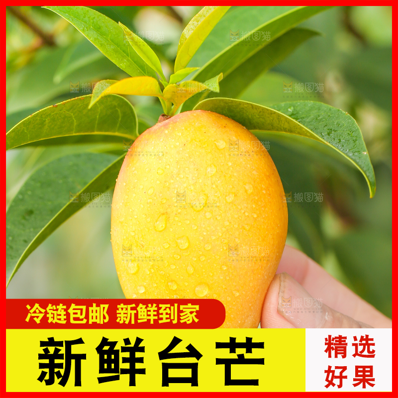 手里拿着小台农芒
