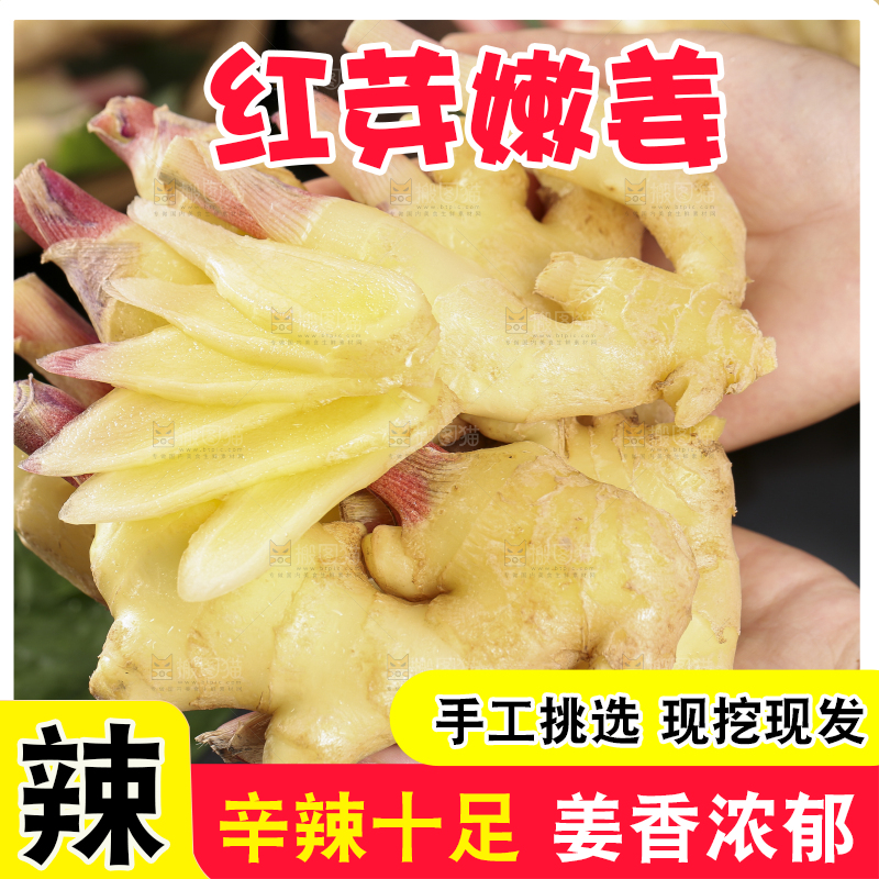 手里拿着红芽姜