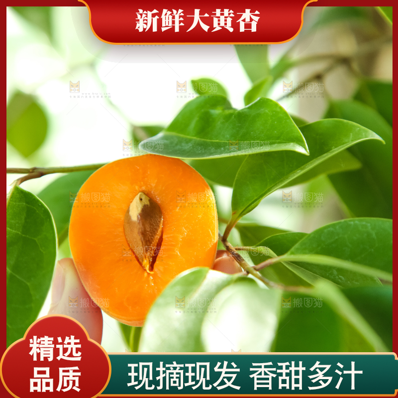 手里拿着秦岭头茬大黄杏