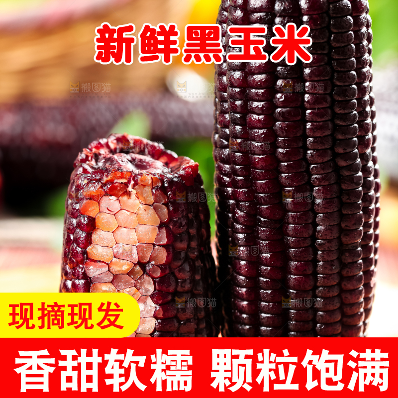 木底上摆放着黑玉米
