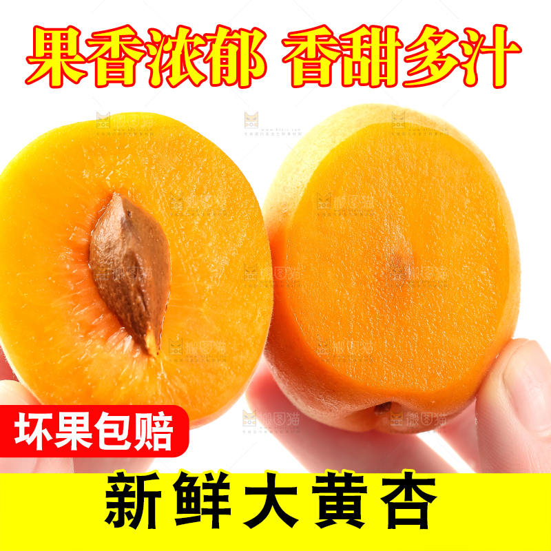 手里拿着大黄杏