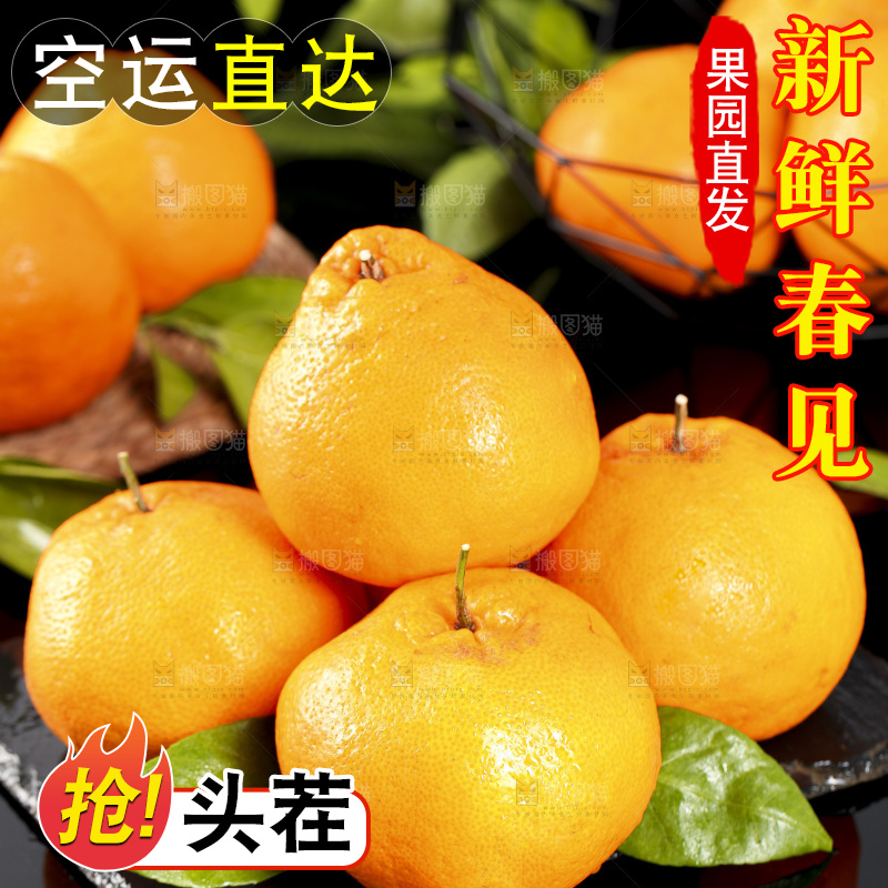 石板上摆放着四川春见耙耙柑