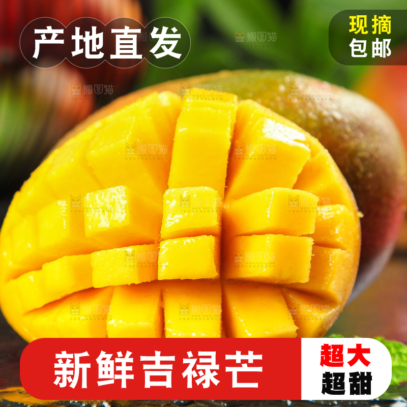 黑石板上的四川吉禄芒