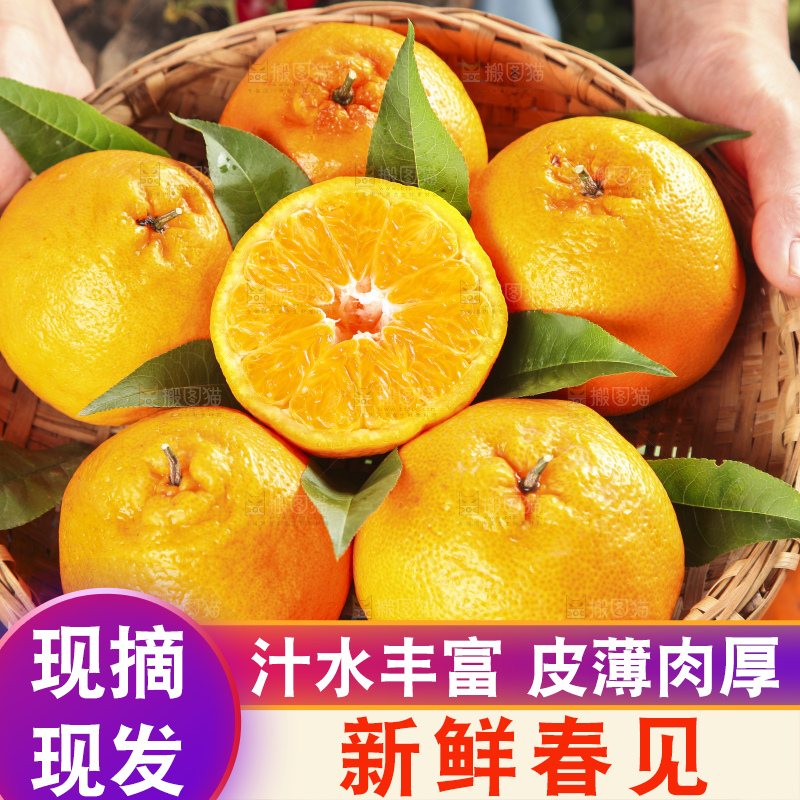 篮子里装着一堆四川春见耙耙柑