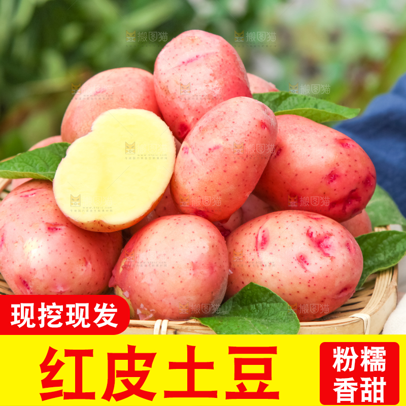 篮子里装着高山红皮土豆