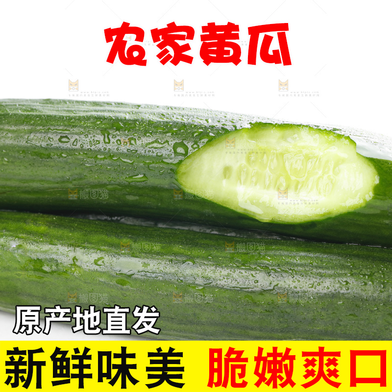 白底上摆放着山东水果黄瓜