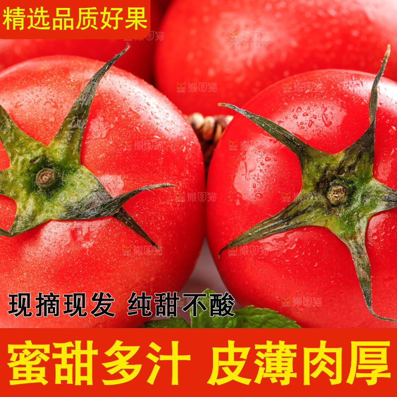 亮底上的新鲜西红柿
