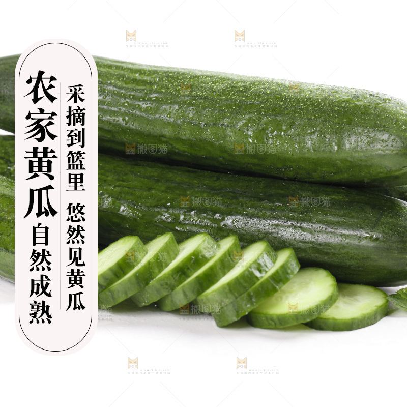 白底上的山东水果黄瓜