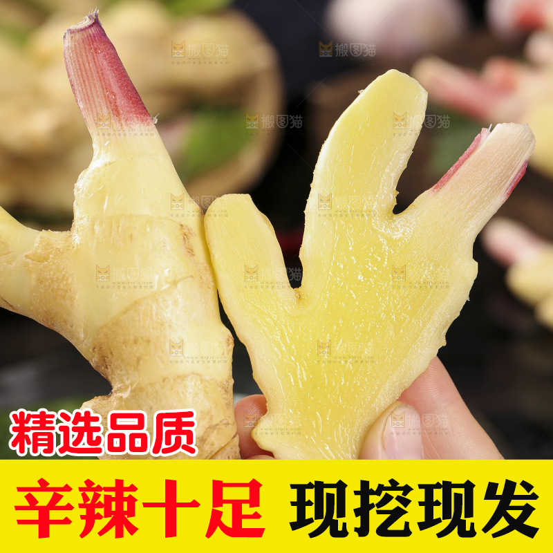 手里拿着红芽姜
