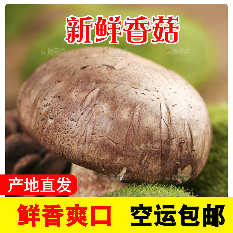 木底上摆放着菌菇