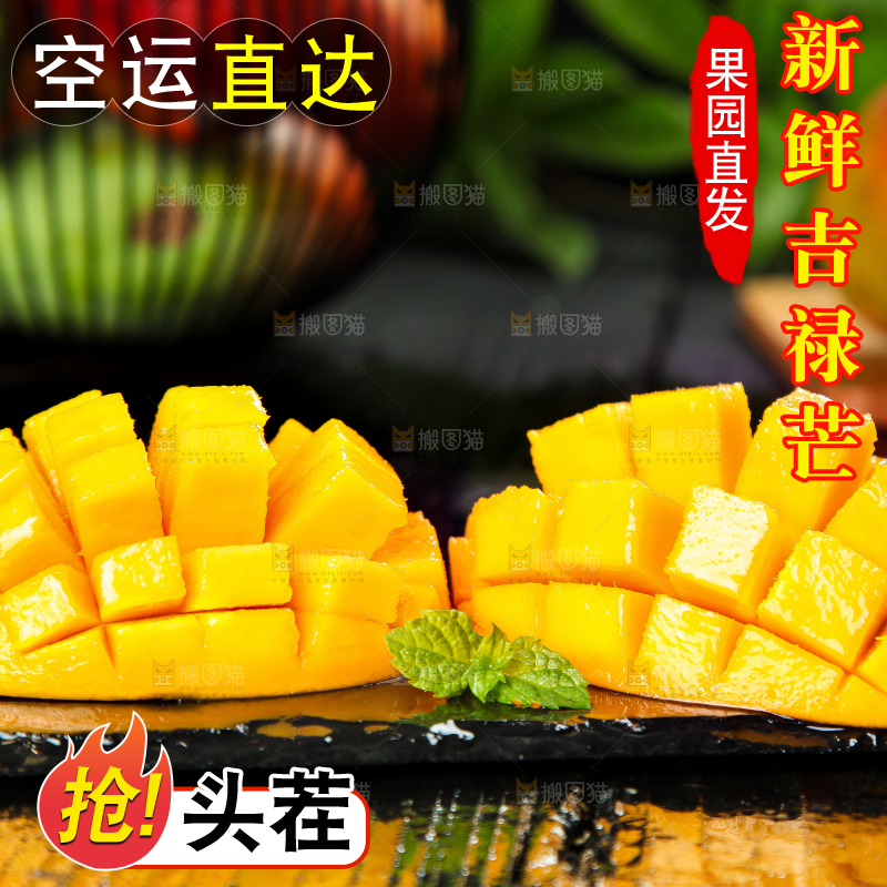 黑石板上的四川吉禄芒
