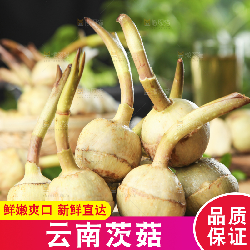黑底上放着白茨菇