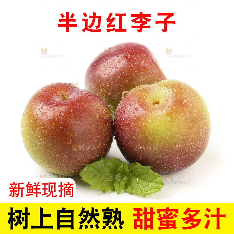 白底上的四川茵红脱骨李