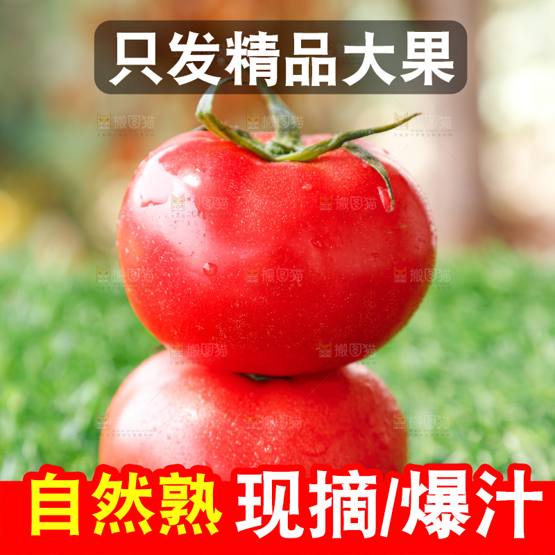 草地上的一堆新鲜西红柿