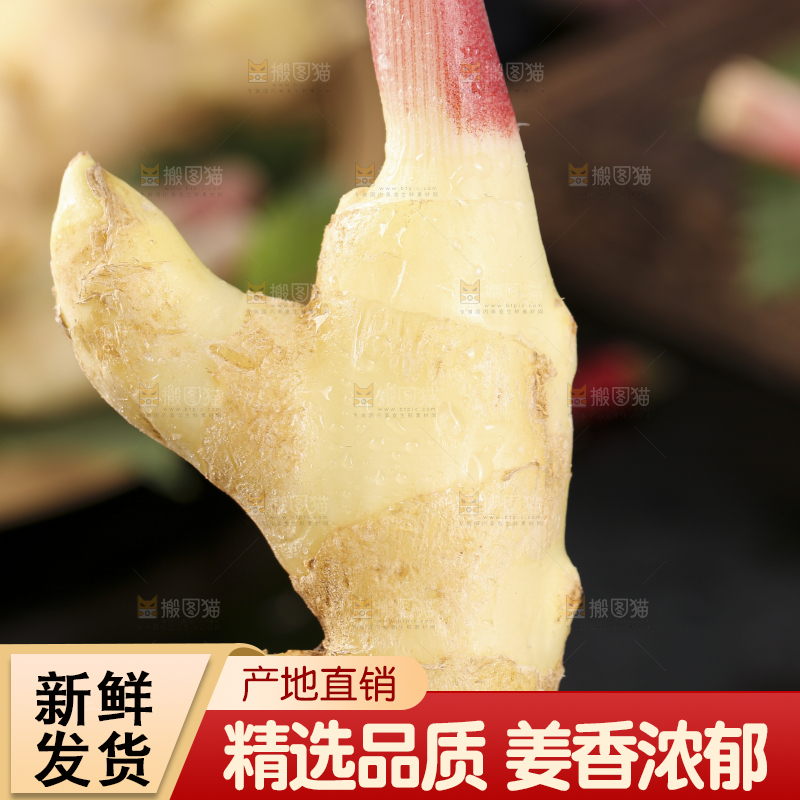 手里拿着红芽姜