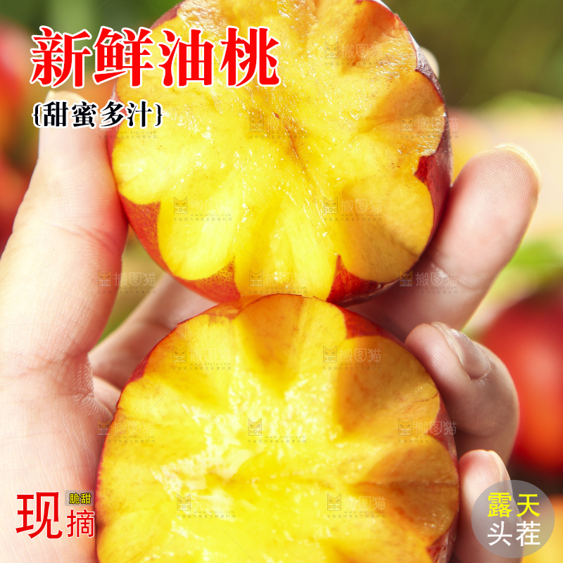 手里拿着山东黄肉油桃