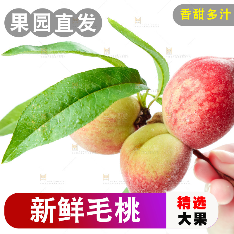 白底上摆放着毛桃