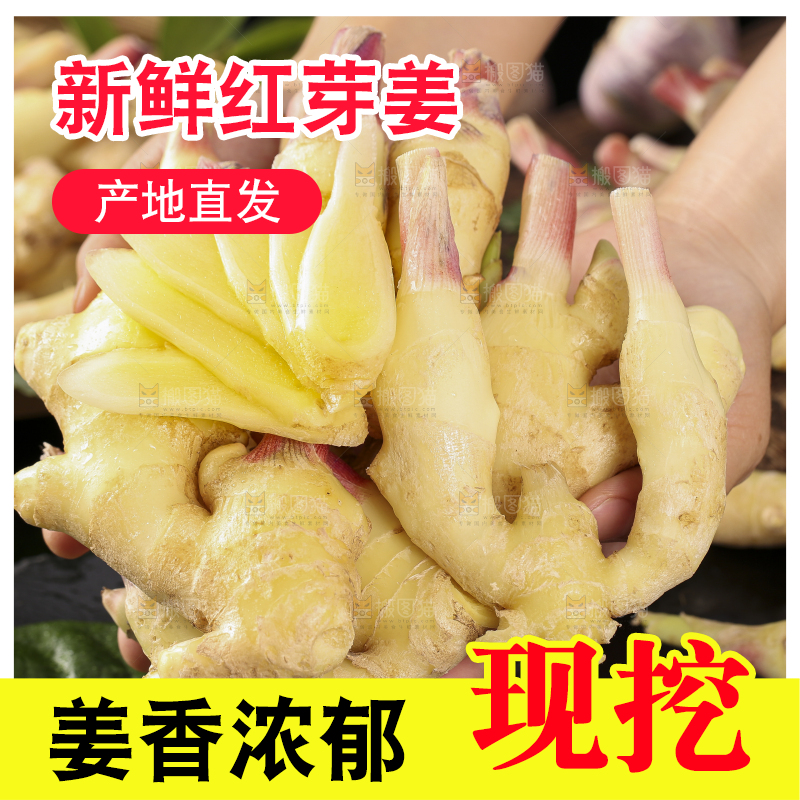 手里拿着红芽姜