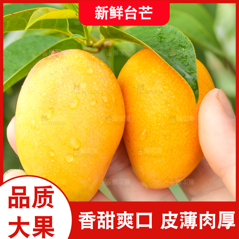 手里拿着小台农芒