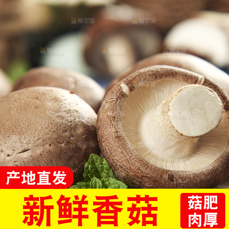 木底上摆放着湖北香菇