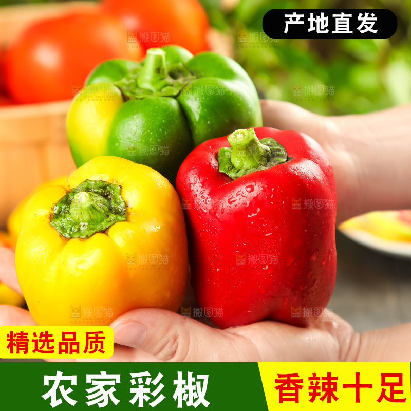 手里拿着新鲜辣椒