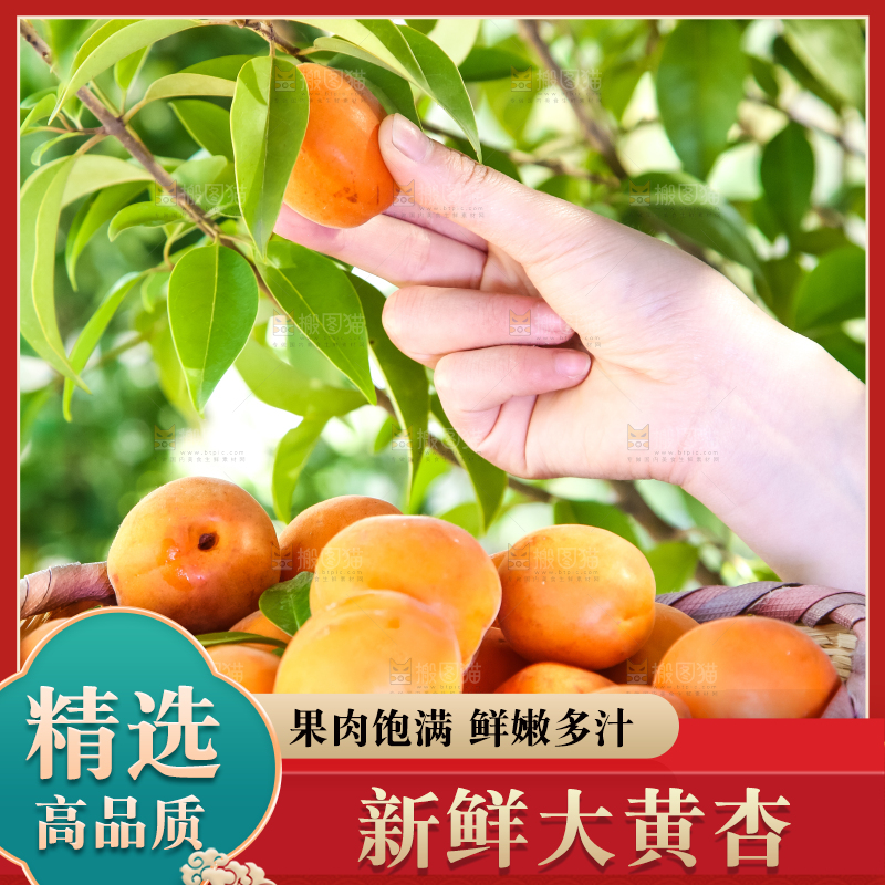手里拿着一篮大黄杏