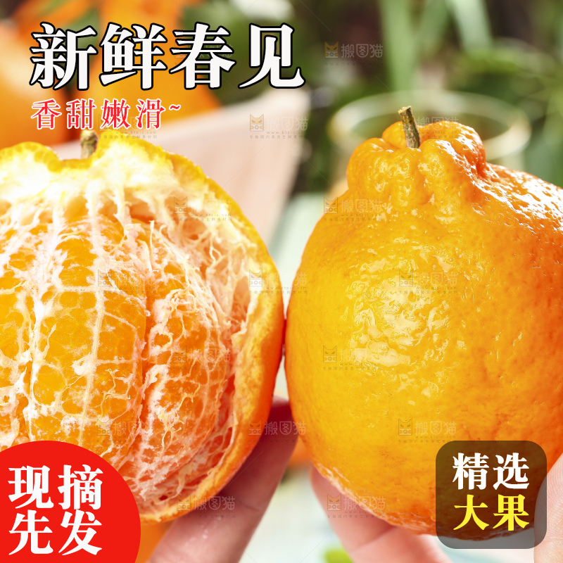 手里拿着春见果肉
