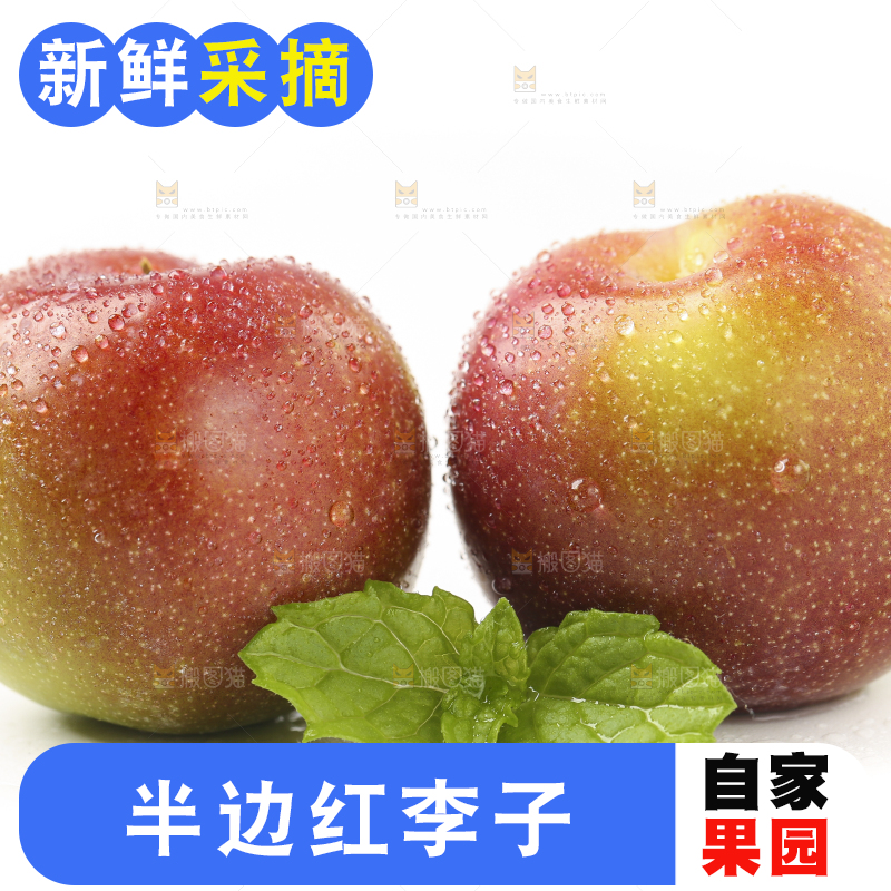 白底上的四川茵红脱骨李