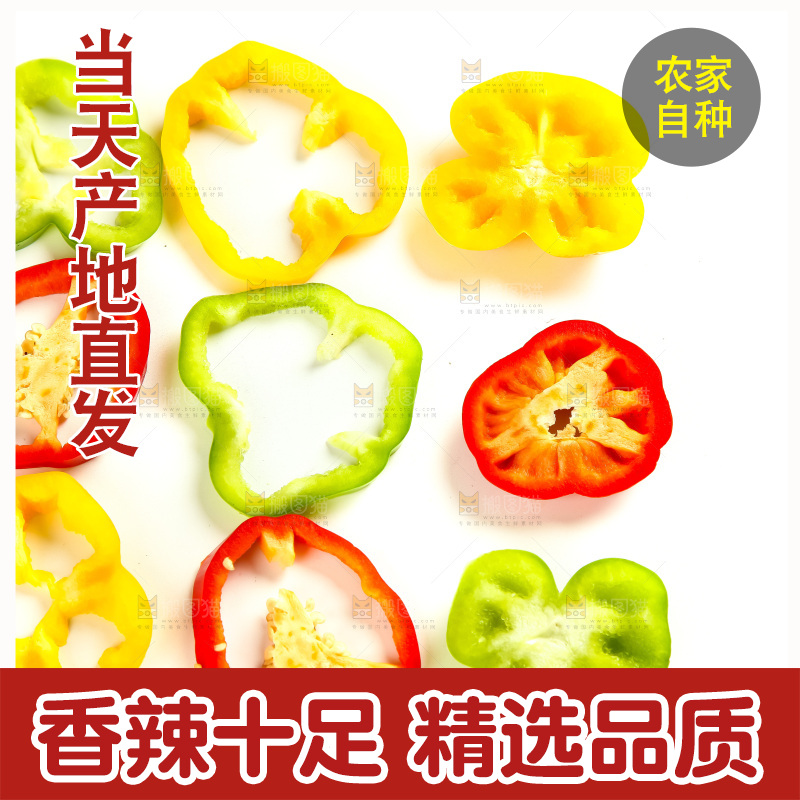 白底上的山东彩椒