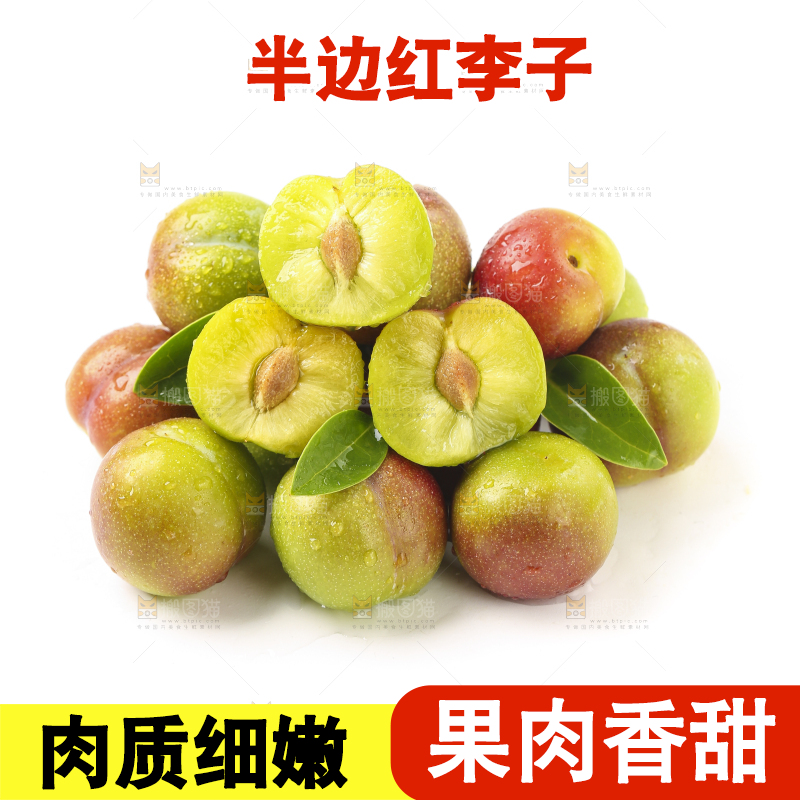 白底上的四川茵红脱骨李