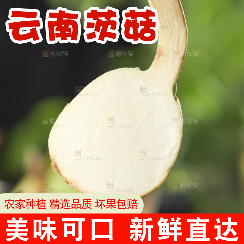 手里拿着白慈菇