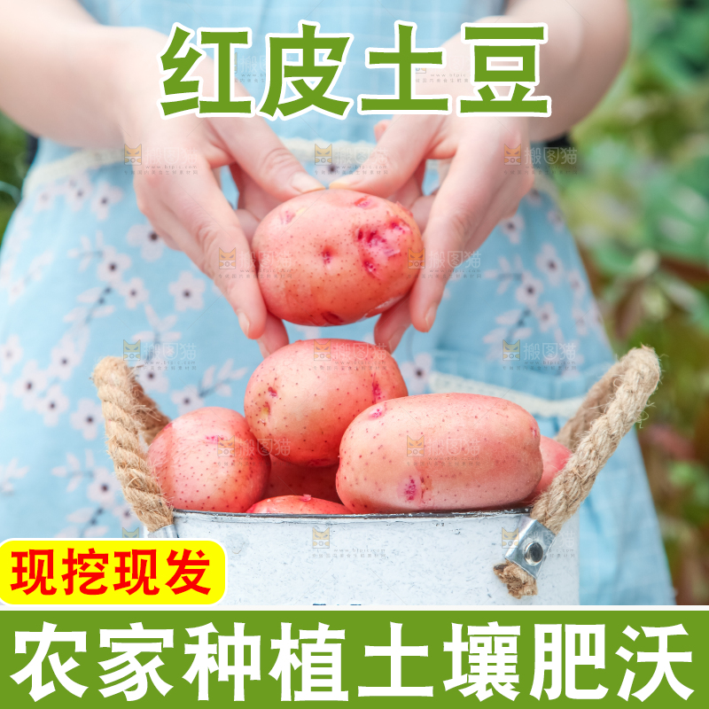 小桶里装着红皮洋芋
