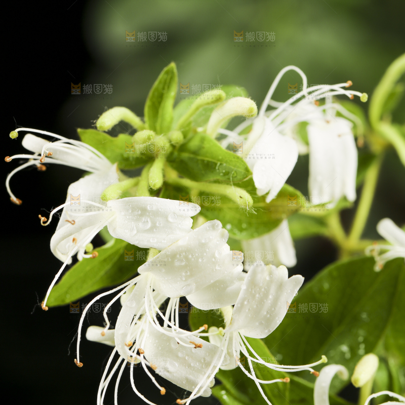 花瓶里插着金银花