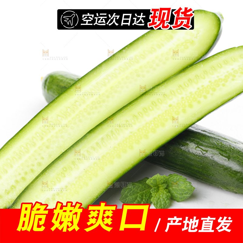 白底上摆放着山东水果黄瓜