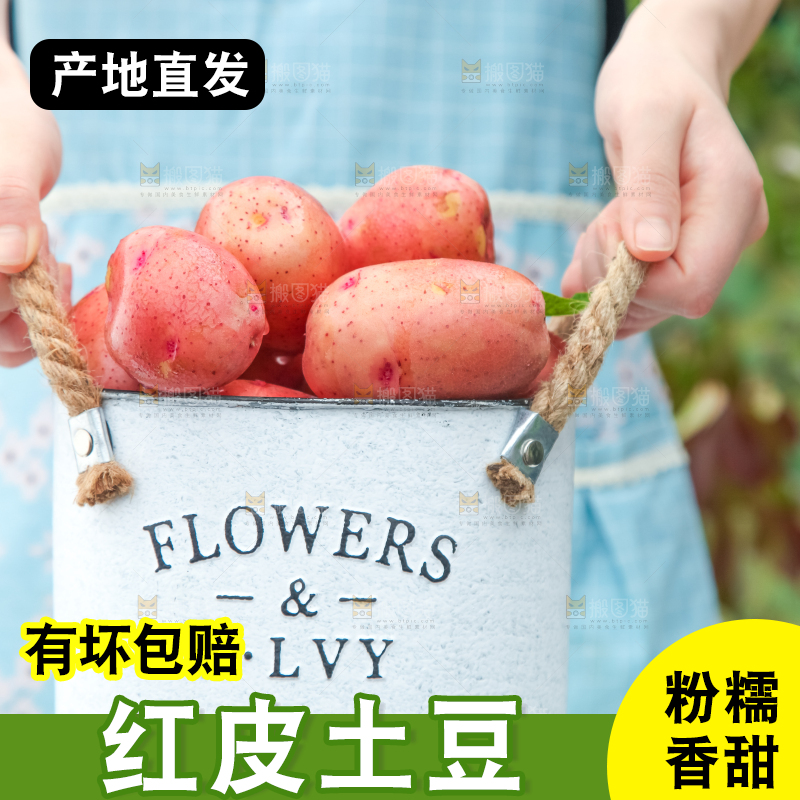 小桶里装着红皮洋芋