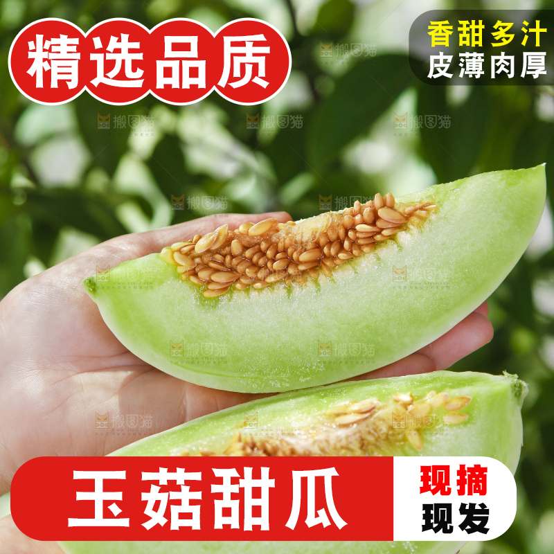 手里拿着山东玉菇甜瓜