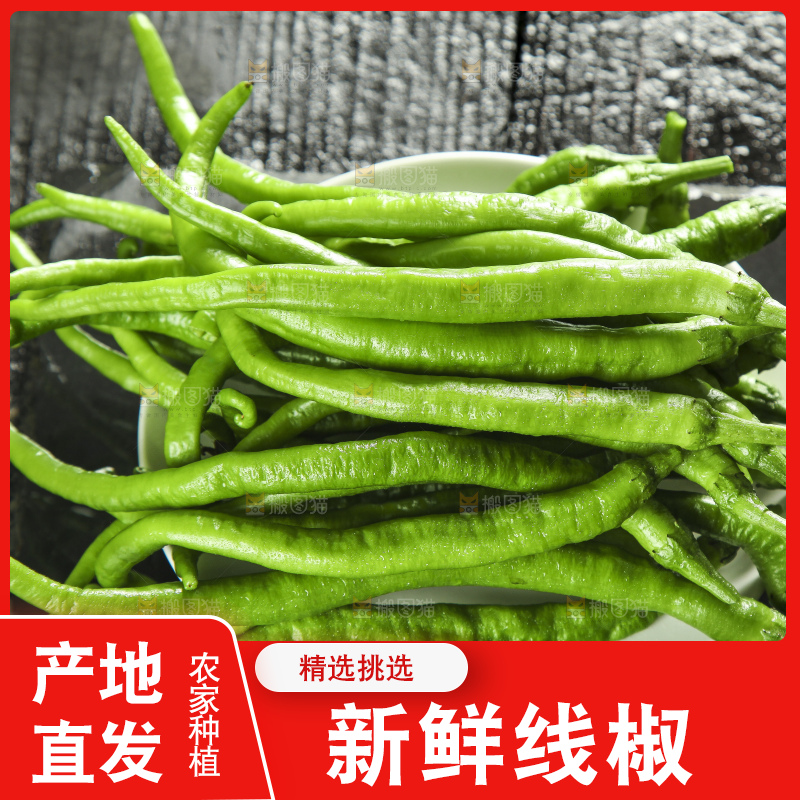 盘子里装着二荆条辣椒