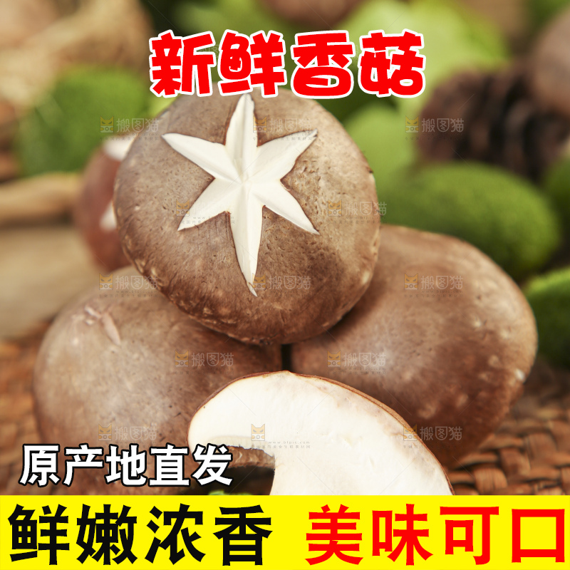 木底上摆放着新鲜香菇
