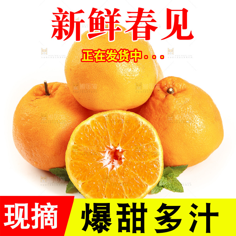 白底上放着一堆春见耙耙柑