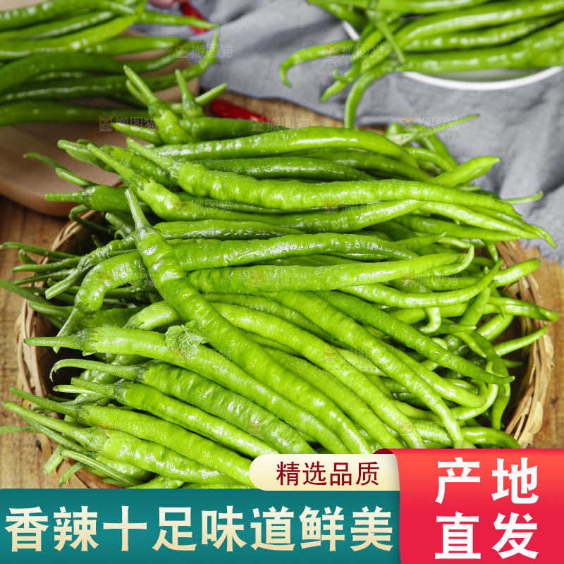 篮子里装着广西新鲜线椒